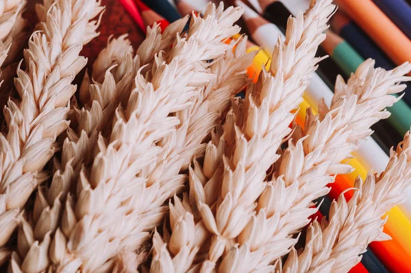 Пшеничные Уши Цветные Карандаши — стоковое фото