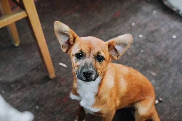 sevimli küçük kahverengi köpek koltuğa oturan ve kameraya bakıyor 
