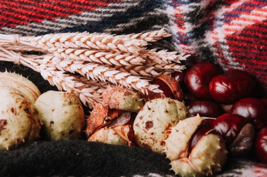 kestane ve battaniye kulaklara buğday yakın çekim 