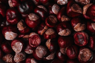 kahverengi at kestanesi, tam kare görüntü