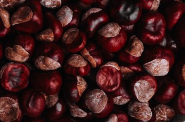 kahverengi at kestanesi, tam kare görüntü