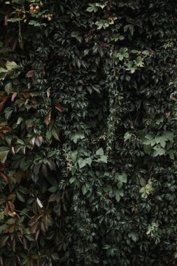 yeşil yaprakları duvar kağıdı, dikey