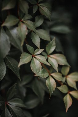 yeşil yaprakları, dikey görüntü yakından 
