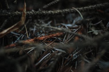 Kuru ağaç dalları çam, yakın çekim 