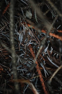 Kuru ağaç dalları çam, yakın çekim 