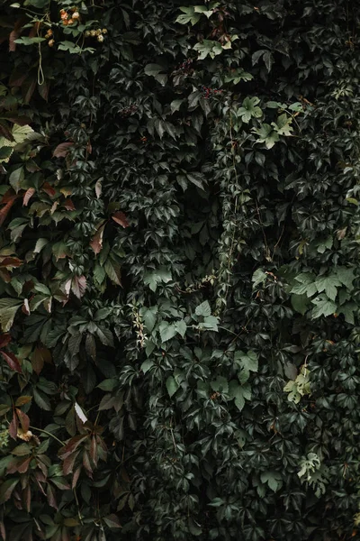 Feuilles Vertes Papier Peint Fond Vertical — Photo