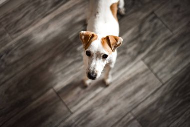 kameraya bakarak ve gri ahşap zemin üzerinde duran russell köpek yavrusu köpek vasıl ev, jack 