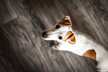 kameraya bakarak ve gri ahşap zemin üzerinde duran russell köpek yavrusu köpek vasıl ev, jack 