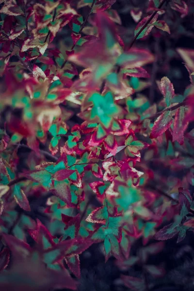 Czerwony Zielony Liści Pełna Klatka Obrazu Jesiennych Liści Tło — Zdjęcie stockowe