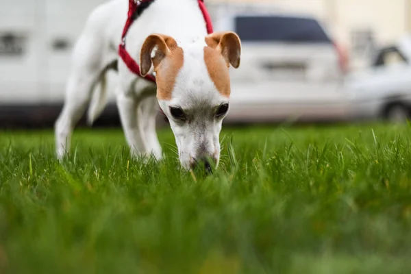 jack Russell köpek yavrusu köpek kira kontratı, köpek açık havada yeşil çim çayır üzerinde yürüme ile 