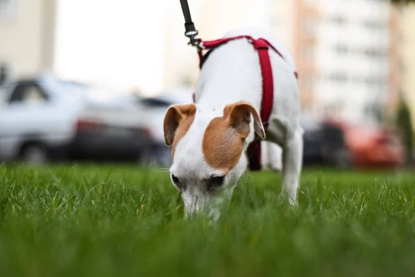 jack russell puppy dog with leash, dog outdoors walking on green grass meadow