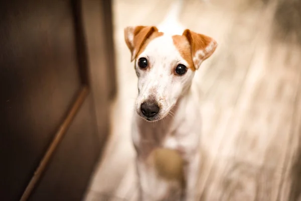 Jack Russell Puppy Dog Home Looking Camera Standing Grey Wooden — Stock Photo, Image