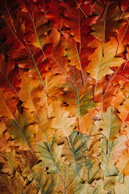 renkli sonbahar meşe yaprakları, dikey tam çerçeve arka plan 