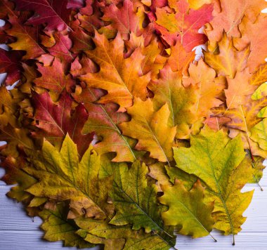 renkli sonbahar meşe yaprakları, tam kare arka plan 