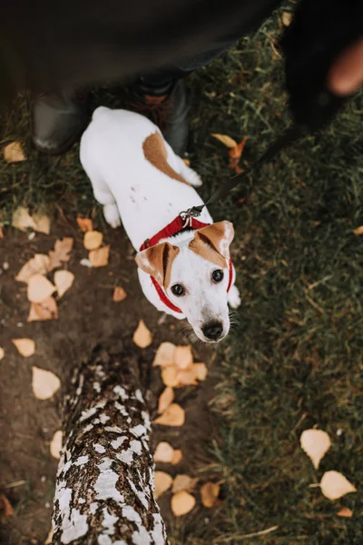 çok güzel jack Russell terrier köpek açık havada kamera, köpek yavrusu seyir kişi bakıyor 