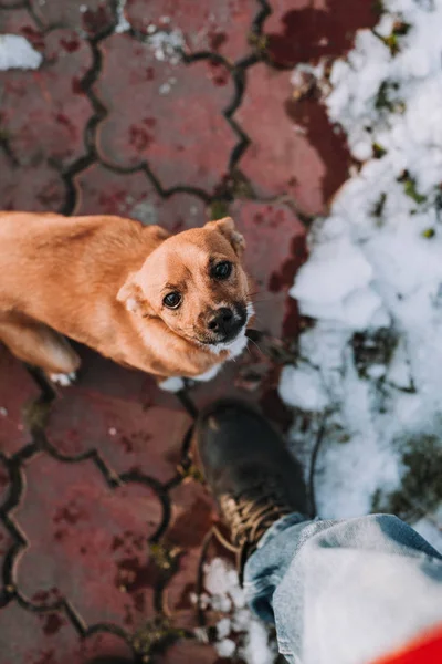 Cute Little Brown Dog Looking Camera Partial View Man Leg — Stock Photo, Image