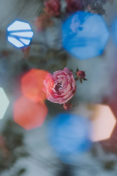 小玫瑰和闪闪发光的模糊的波克灯 — 图库照片