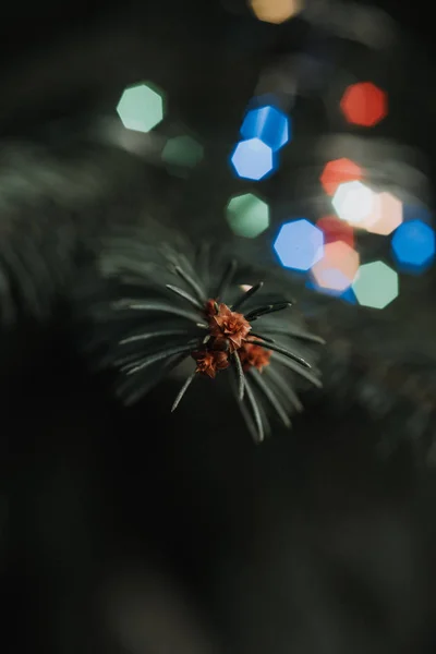 Close Ramo Espinhoso Verde Árvore Natal Luzes Guirlanda Iluminadas Borradas — Fotografia de Stock