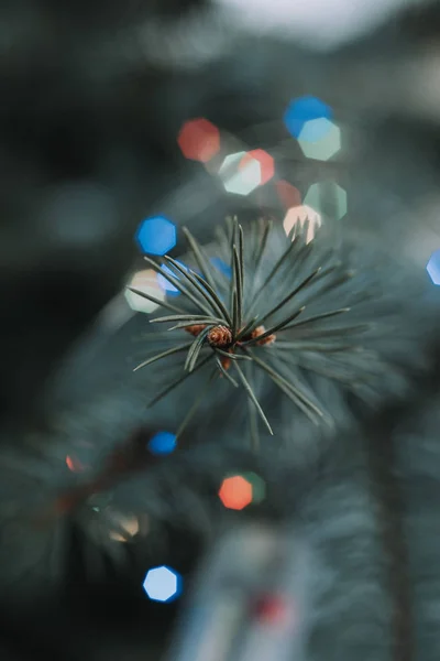 Zblízka Zelený Pichlavý Větve Vánoční Strom Rozmazané Osvětlené Věnec Světel — Stock fotografie