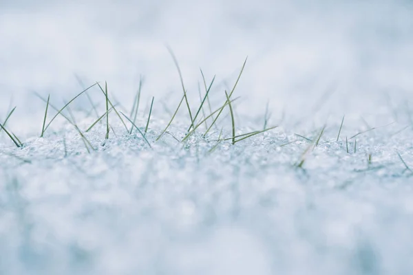 Tierra Cubierta Nieve Con Crecimiento Hierba Verde Diminuta —  Fotos de Stock