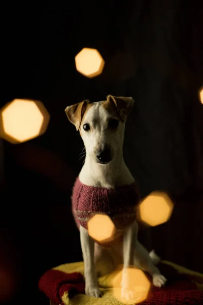 Domestic Jack Russell Terrier Dog Dark Room Sparkling Blurred Lights — Stock Photo, Image