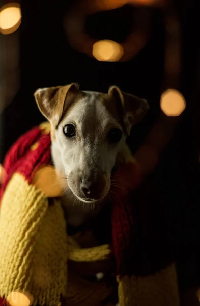 Hausjack Russell Terrier Hund Dunklen Raum Mit Funkelnden Verschwommenen Lichtern — Stockfoto