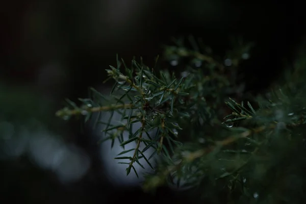 spiny branches of pine tree with rainy water drops