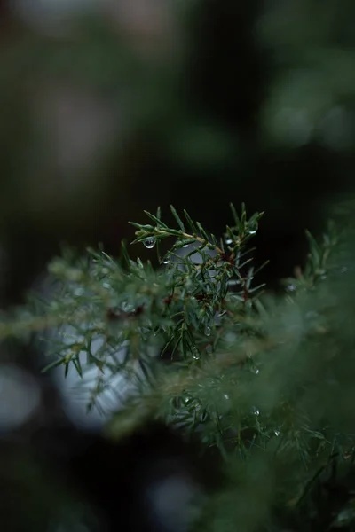 Evergreen Kolczaste Gałęzie Drzewa Sosny Wody Deszczowe Krople — Zdjęcie stockowe