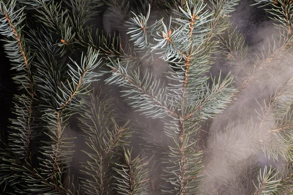 full frame image of spiny branches of pine tree in smoke flow