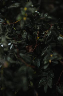koyu yeşil bitki dalları yaprakları ile 