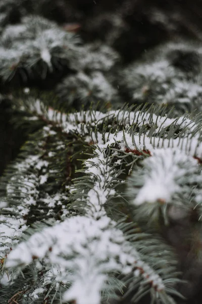 Snow Covered Spiny Branches Christmas Tree Winter — Stock Photo, Image