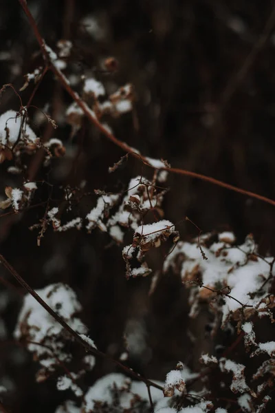 Sněhem Pokryté Větve Listy — Stock fotografie