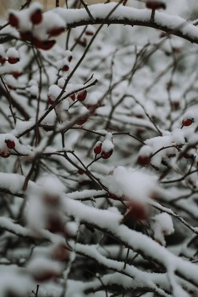 Снігове Покрите Дерево Гілками Червоними Ягодами — стокове фото