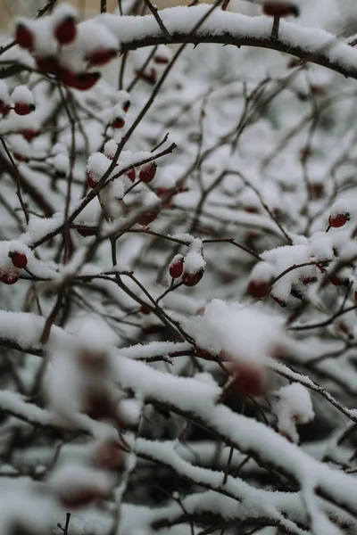 Albero Coperto Neve Con Rami Bacche Rosse — Foto Stock