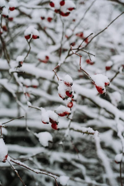 Снігове Покрите Дерево Гілками Червоними Ягодами — стокове фото