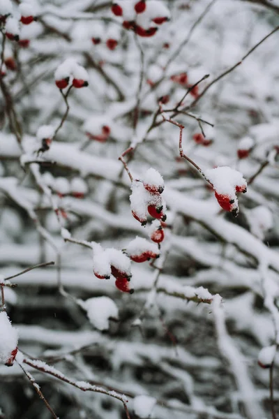 Albero Coperto Neve Con Rami Bacche Rosse — Foto Stock