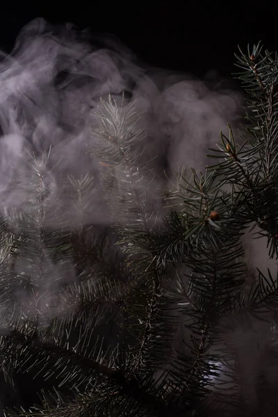 Branches Épineuses Pin Dans Flux Fumée — Photo