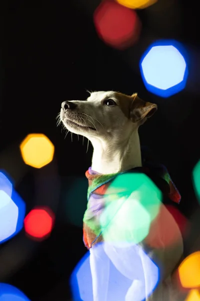 Hausjack Russell Terrier Hund Dunklem Ort Mit Funkelnden Verschwommenen Bokeh — Stockfoto