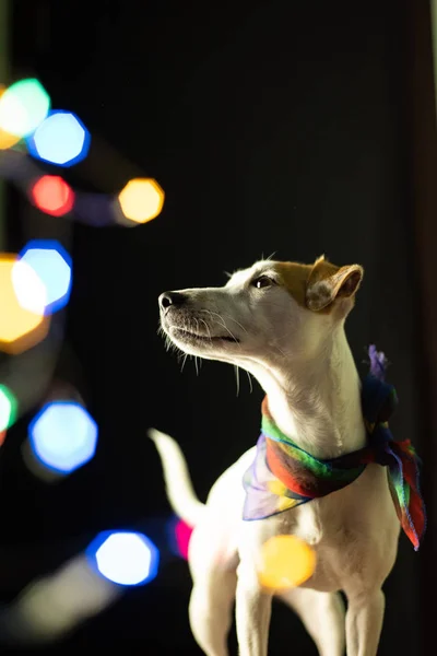 Ein Jack Russell Terrier Hund Einem Dunklen Ort Mit Funkelnden — Stockfoto