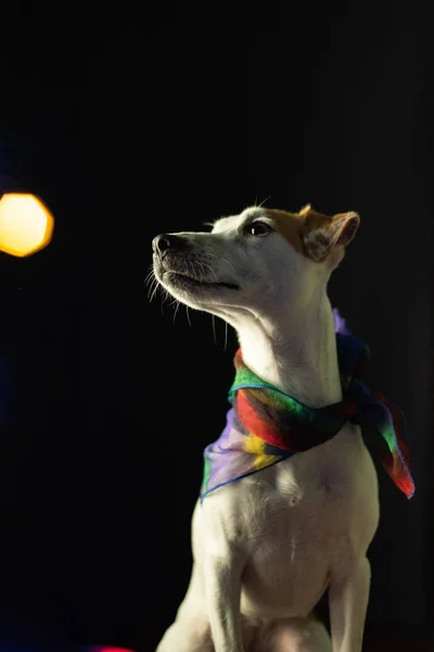 jack russell dog in dark place with shimmering blurred bokeh lights