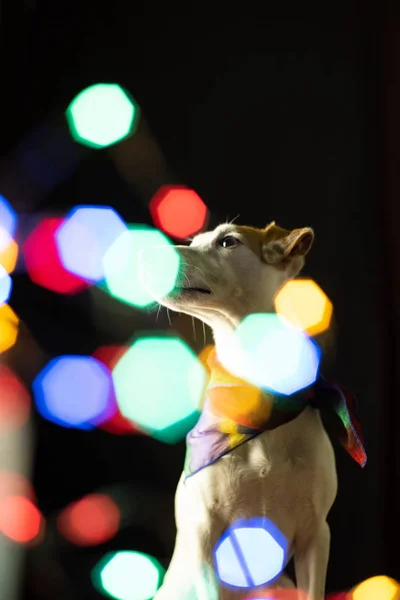jack russell terrier dog in dark place with sparkling christmas bokeh lights