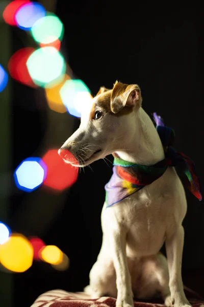 jack russell terrier dog in dark place with sparkling christmas bokeh lights