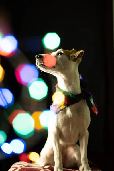 jack russell terrier dog in dark place with sparkling christmas bokeh lights