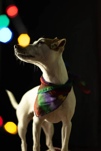 Hund Mit Funkelnden Verschwommenen Bokeh Lichtern — Stockfoto