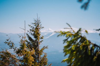 kar kaplı dağlar ve köknar ağaçları 