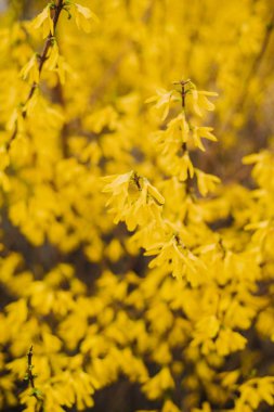 Bush ile sarı yapraklar, tam kare yeşillik görüntü