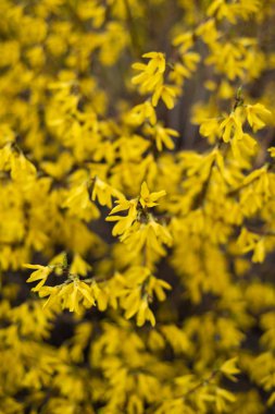 Bush ile sarı yapraklar, tam kare yeşillik görüntü
