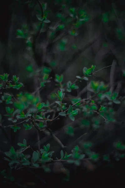 Küçük Yaprakları Ile Yeşil Çalı Tam Çerçeve Duvar Kağıdı — Stok fotoğraf