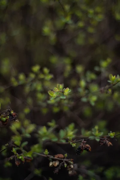 Buisson Vert Avec Petites Feuilles Fond Écran Plein Cadre — Photo