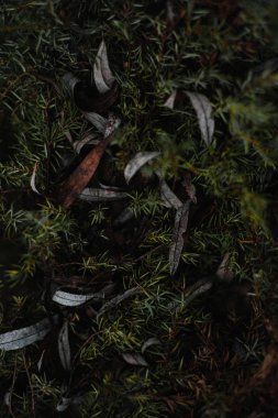 küçük yaprakları ile yeşil çalı, tam çerçeve duvar kağıdı 